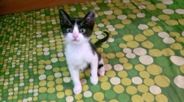 FELIX, adorabile micino in adozione  Foto 2