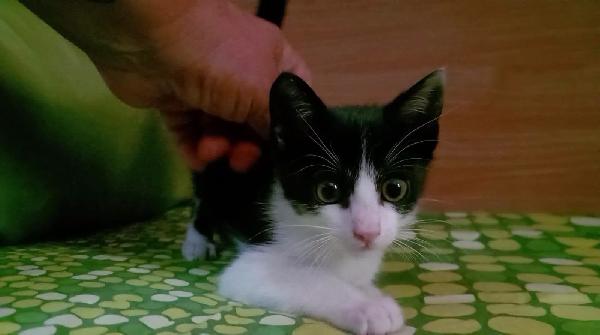 FELIX, adorabile micino in adozione  Foto 3