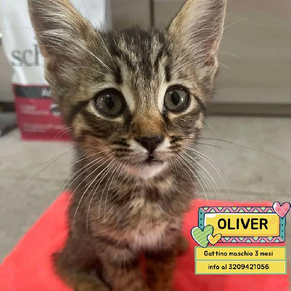 Oliver Dolce Gattino Cerca Casa - In Adozione 