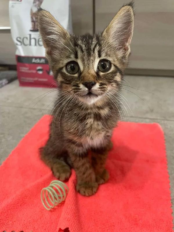 Oliver dolce gattino cerca casa - in adozione  Foto 3