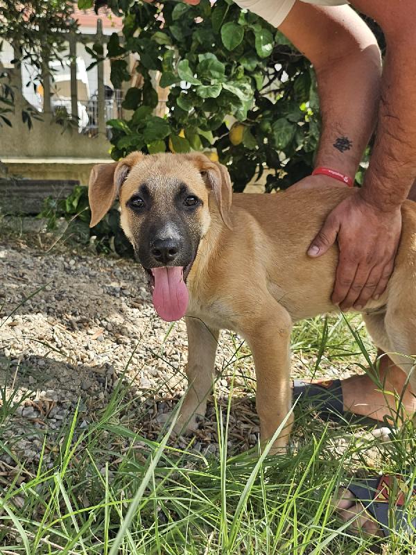 Maya Splendida Dolce Cucciolotta Cerca Casa 