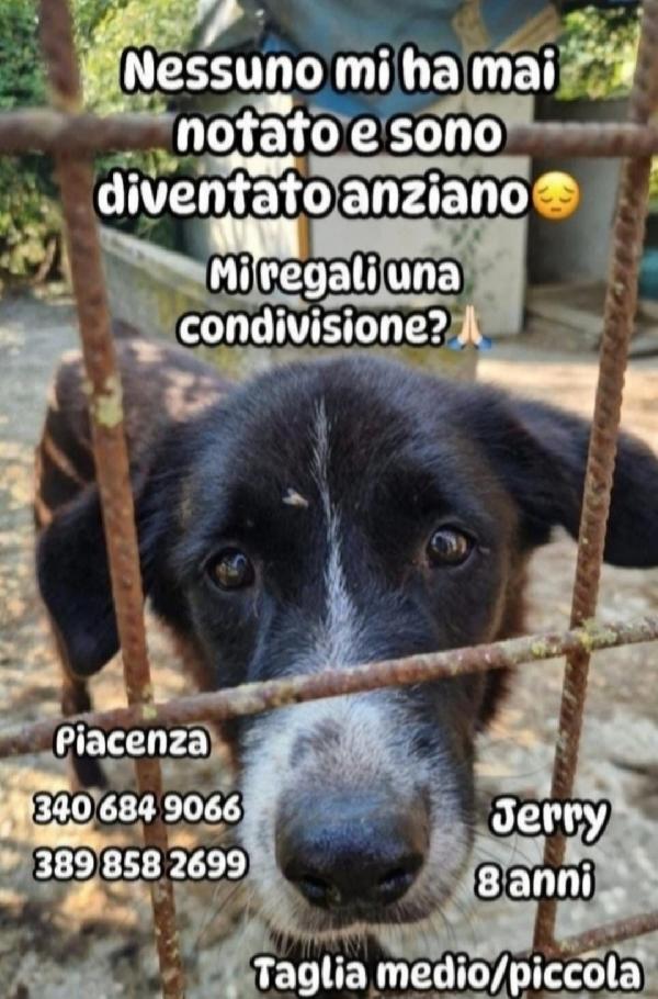 Jerry 9Anni Medio Piccolo,Nessuno Lo Ha Notato..piacenza