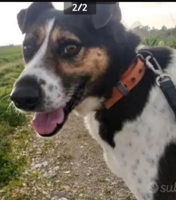 Leo 10Anni Era Libero..poi Il Canile..non Facciamolo Morire Lì!