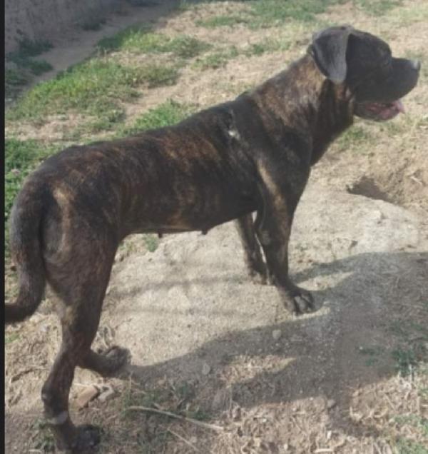 Femmina mix Corso/Pitbull 4anni depressa in canile.SALERNO Foto 2