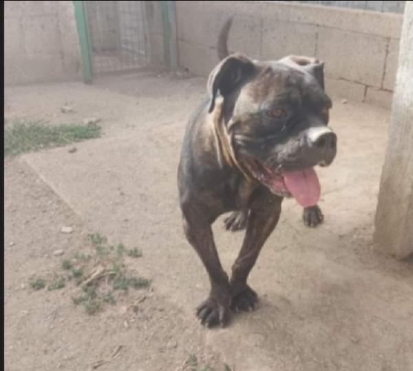 Femmina mix Corso/Pitbull 4anni depressa in canile.SALERNO Foto 3