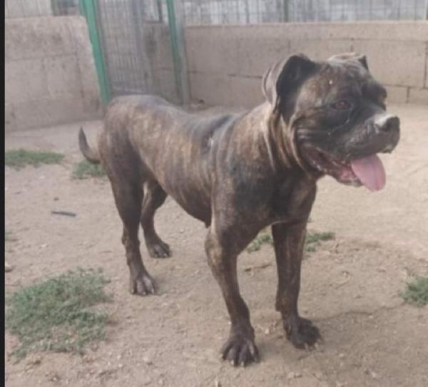 Femmina mix Corso/Pitbull 4anni depressa in canile.SALERNO Foto 4
