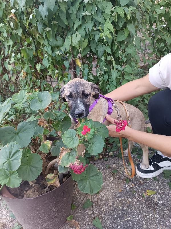 Grace splendida dolce cucciola cerca casa  Foto 7