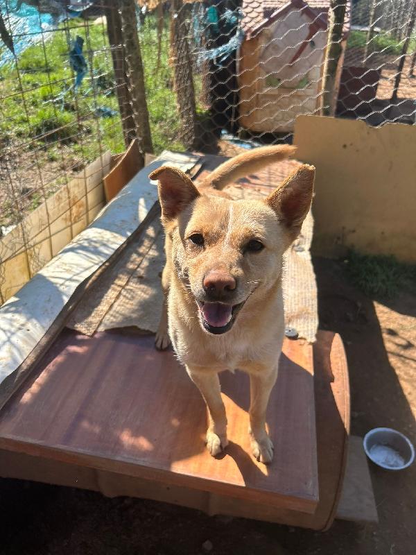 Ringo splendido dolce cagnolino taglia piccola cerca casa  Foto 2