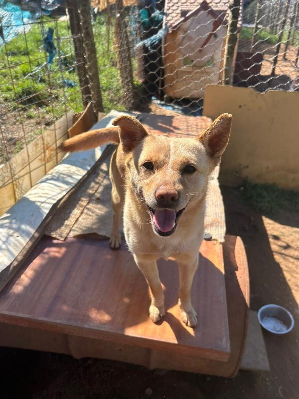 Ringo splendido dolce cagnolino taglia piccola cerca casa  Foto 4