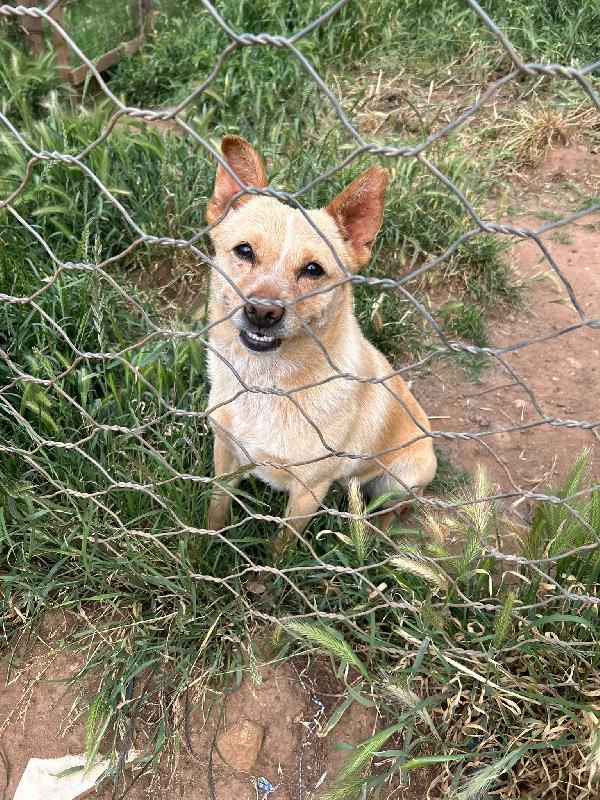 Ringo splendido dolce cagnolino taglia piccola cerca casa  Foto 7