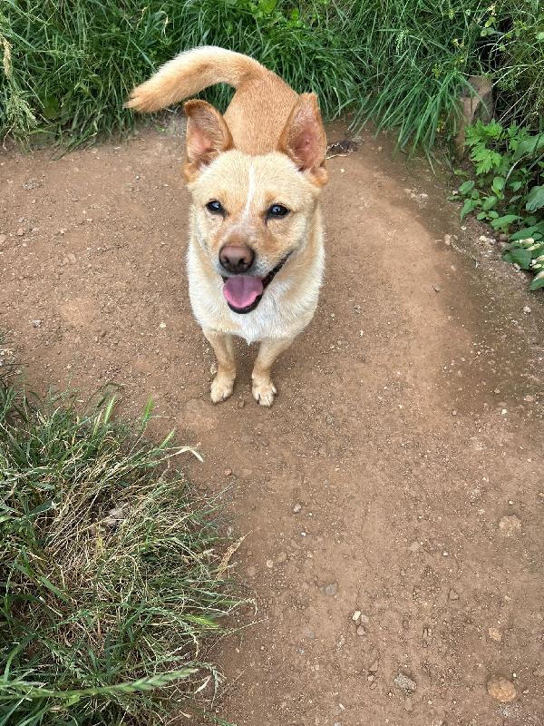 Ringo splendido dolce cagnolino taglia piccola cerca casa  Foto 8