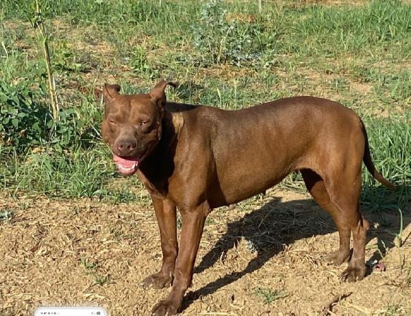 Zena Pitbull 4Anni Aspetta Da Tanto,In Canile.