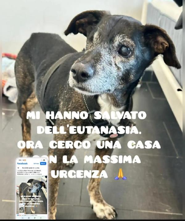 Stellina 14Anni Tg Piccola Strappata All'eutanasia! Puglia