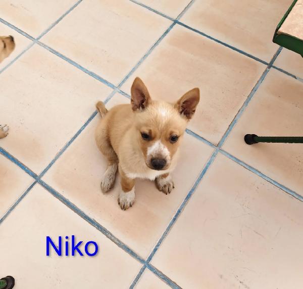 Niko Dolcissimo Cucciolo Taglia Piccola 