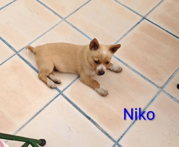 Niko dolcissimo cucciolo taglia piccola  Foto 2