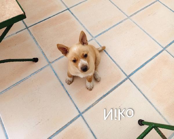 Niko dolcissimo cucciolo taglia piccola  Foto 3