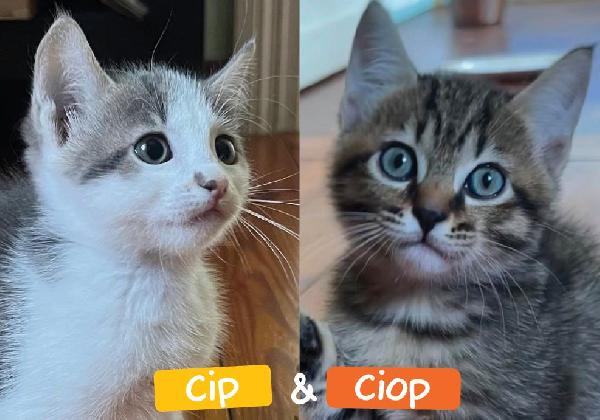 Cip E Ciop; Fratellini Di 2 Mesi E Mezzo Cercano Famiglia