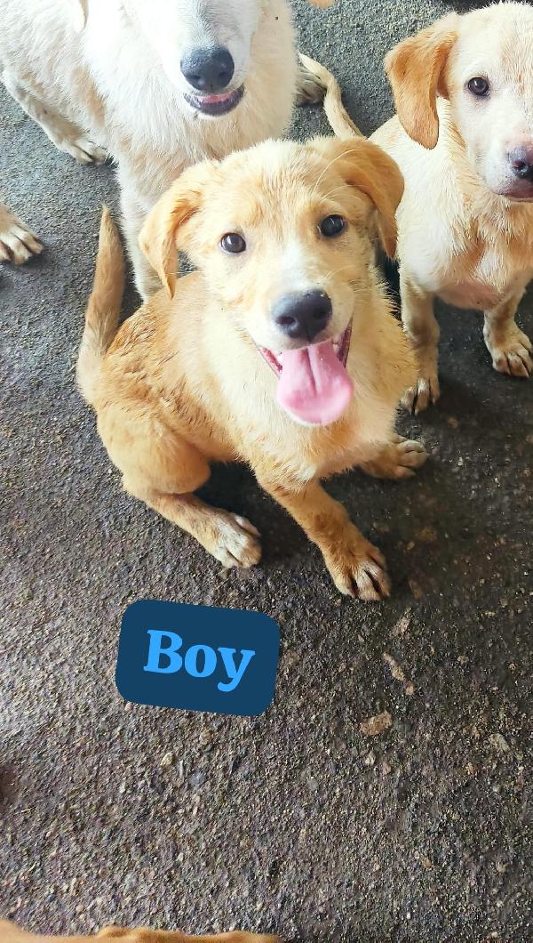 Boy Splendido Dolce Cucciolo Cerca Casa 
