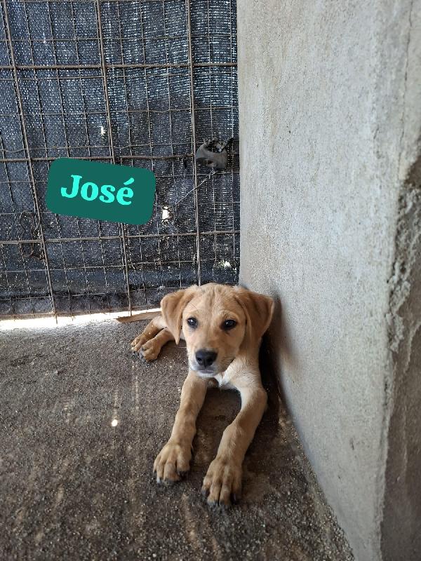 Josè Splendido Dolce Cucciolo Cerca Adozione