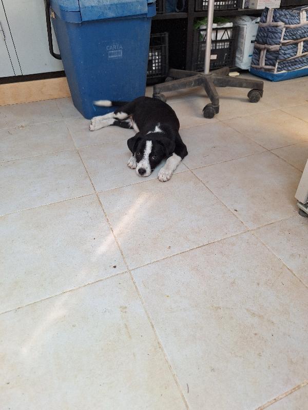 Bobo  Foto 4