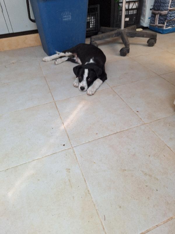 Bobo  Foto 10