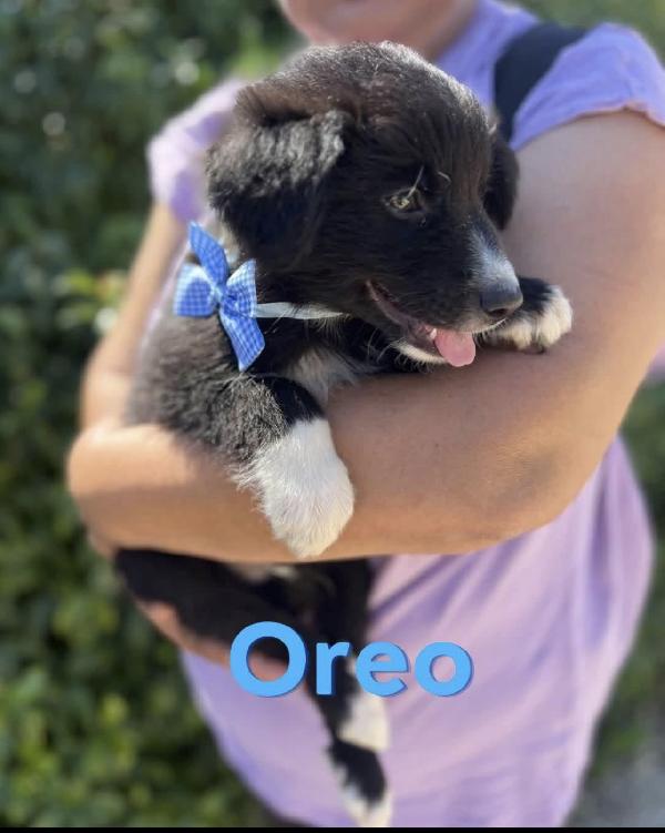 Meravigliosi cuccioli fantasia cercano casa  Foto 4