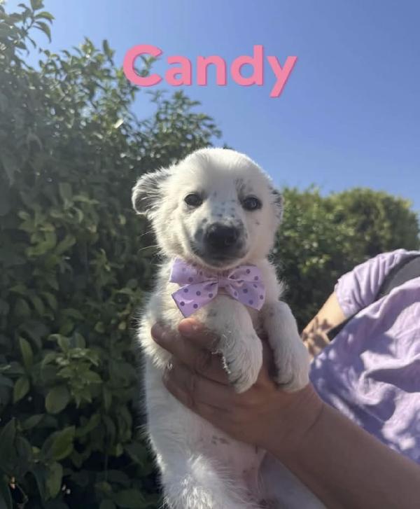 Candy E Cake Due Cucciole Meravigliose 