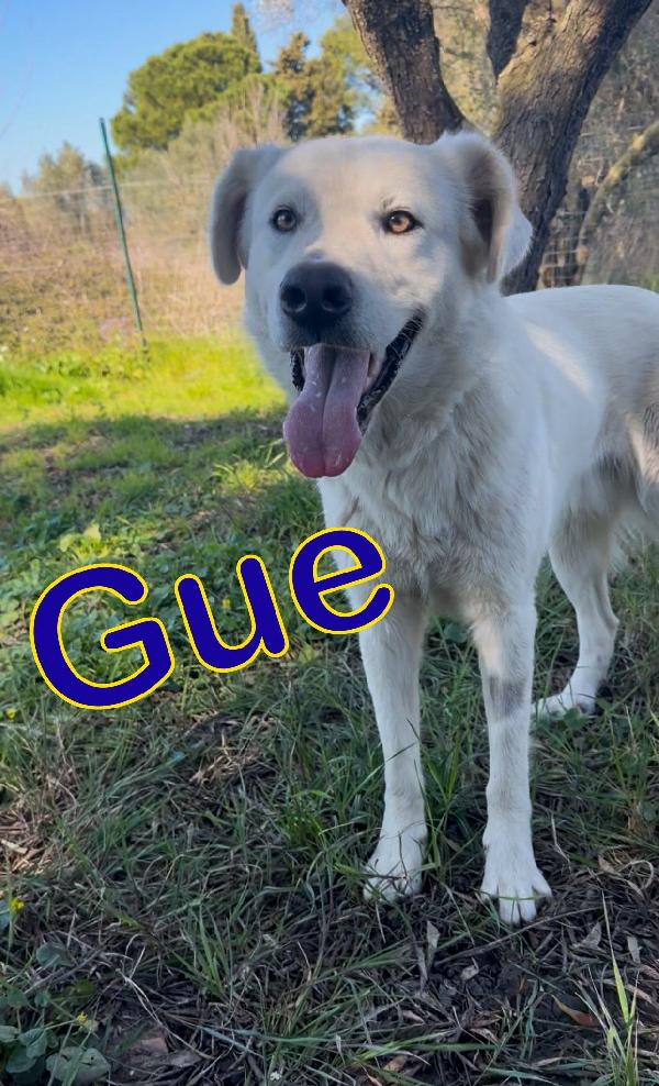 Guè 