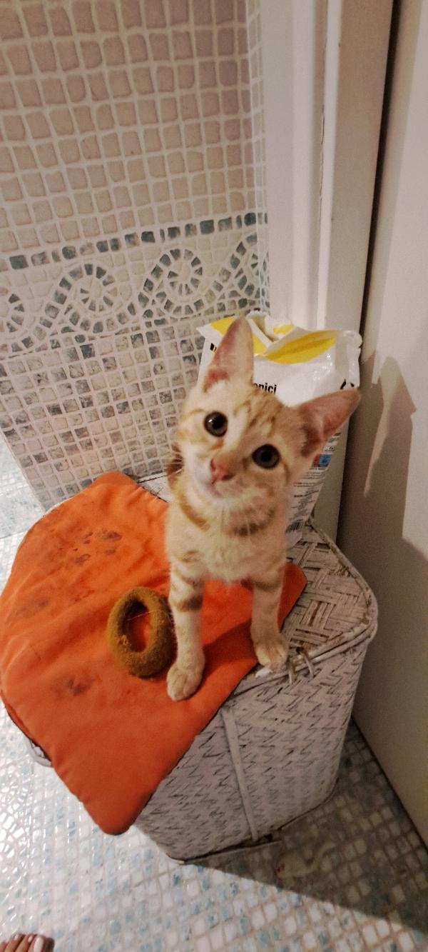 Pupi: Micina Di 2 Mesi E Mezzo Cerca Famiglia 