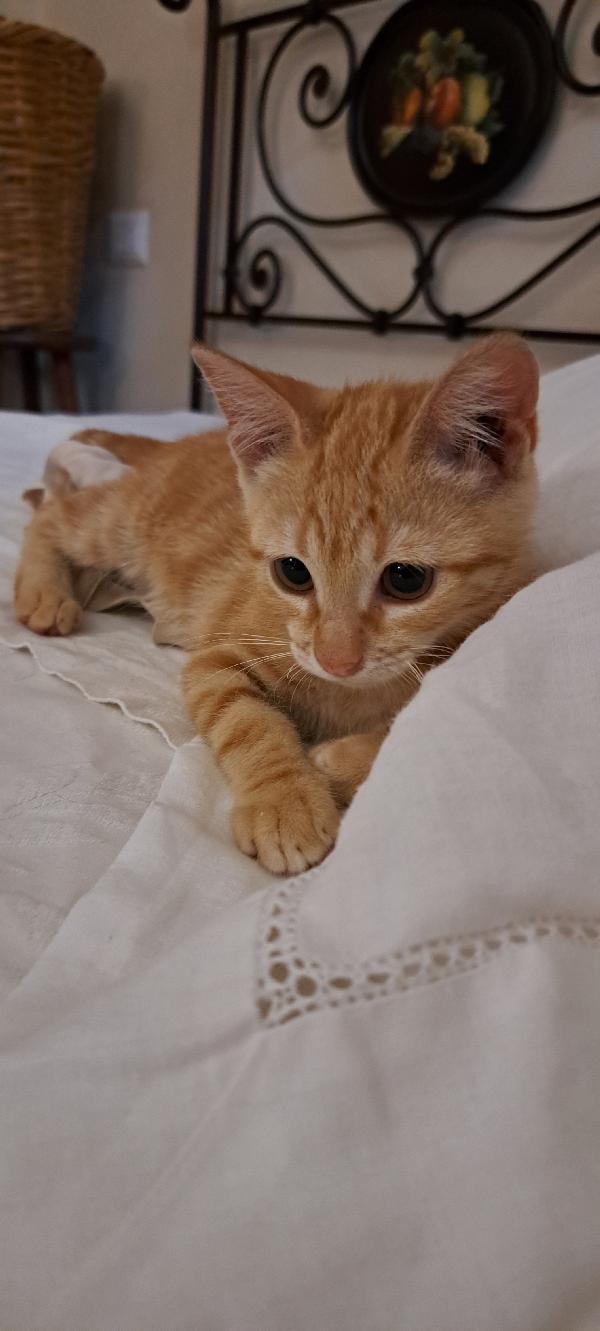 PUPI: MICINA DI 2 MESI E MEZZO CERCA FAMIGLIA  Foto 5