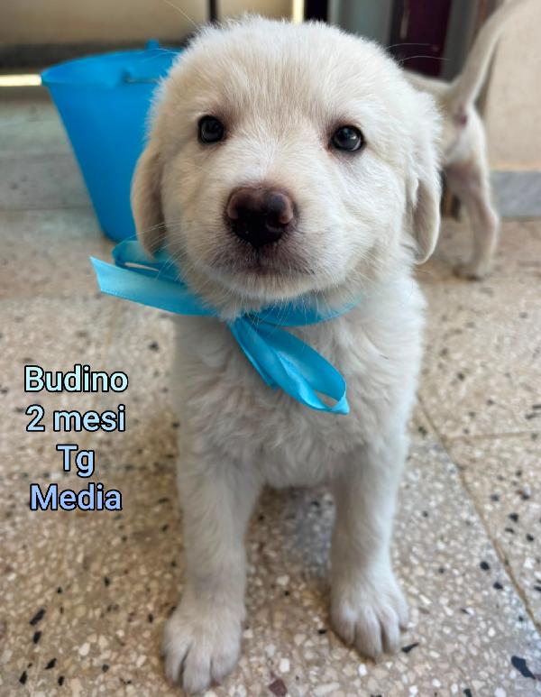 Cucciolotti senza futuro  Foto 2