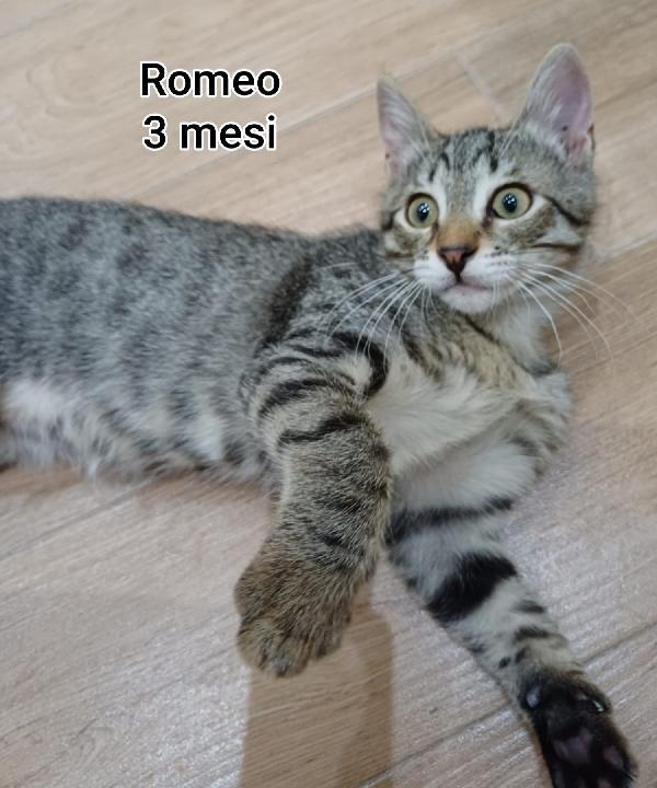 Siamo sommerse dai gattini  Foto 6