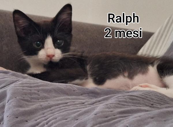 Siamo sommerse dai gattini  Foto 7