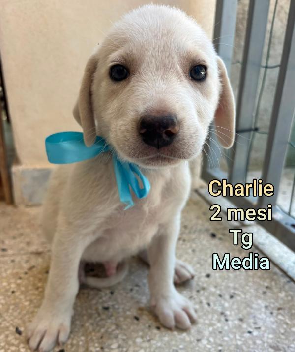 Cuccioli Dai 2 Mesi