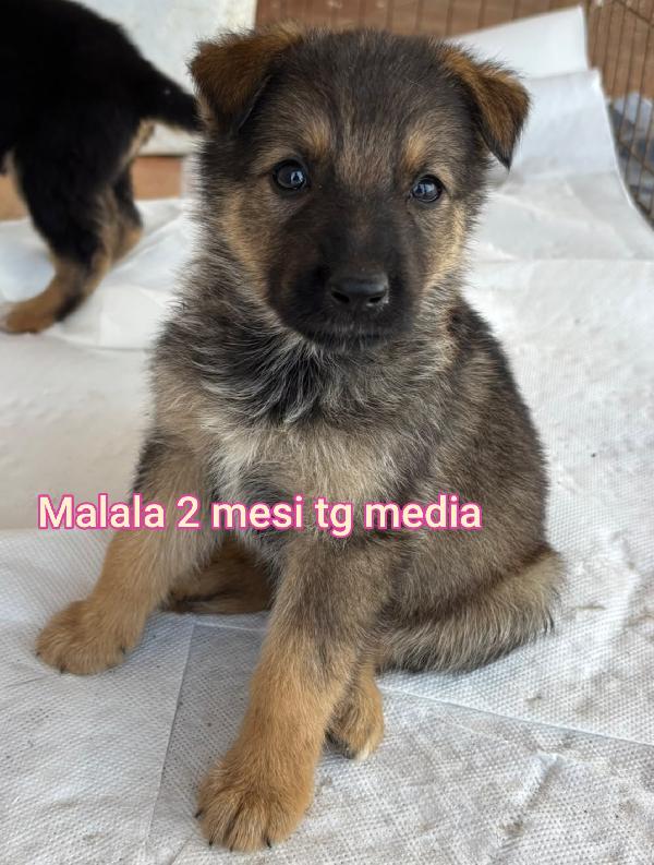 Cuccioli dai 2 mesi Foto 5