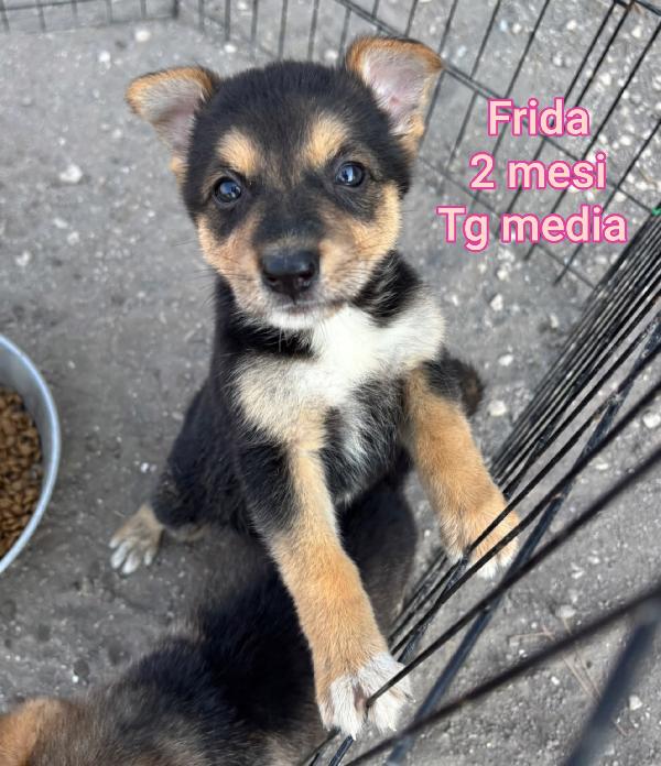 Cuccioli dai 2 mesi Foto 6