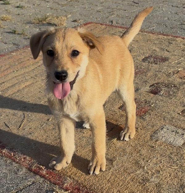 Pandina, 3 mesi. Invisibile Foto 2