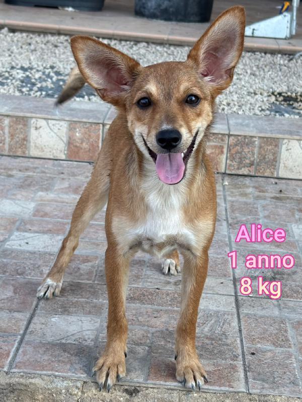 Cani taglie piccoline Foto 2