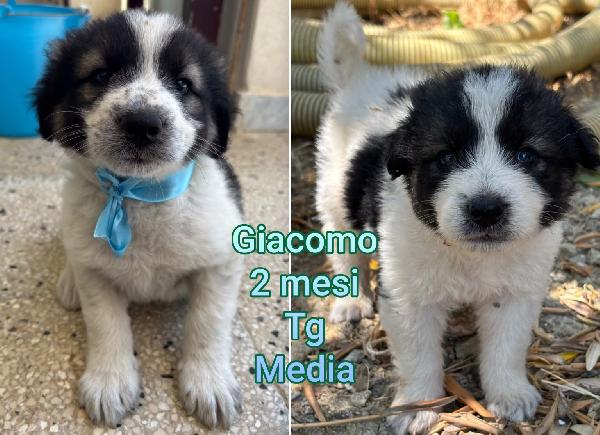 Cuccioli Buttati A Morire 