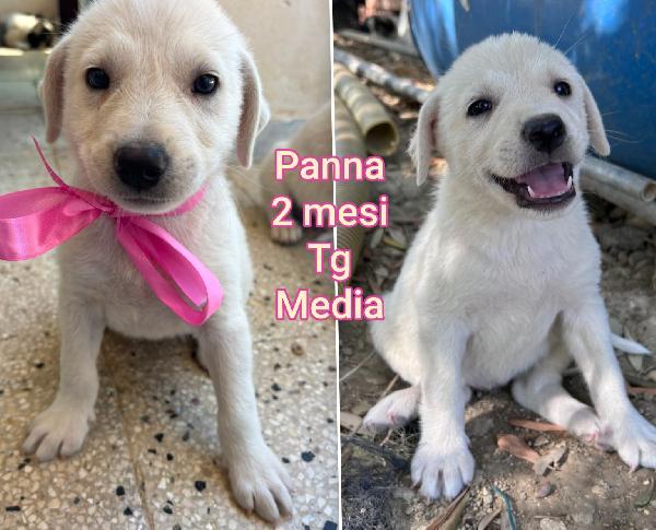 Cuccioli buttati a morire  Foto 2