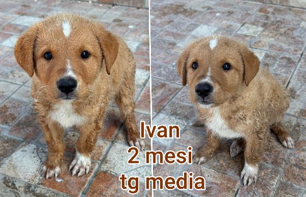 Cuccioli buttati a morire  Foto 5
