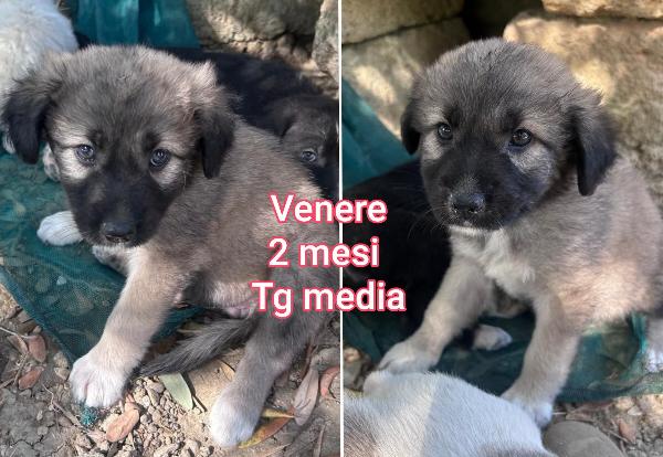 Cuccioli buttati a morire  Foto 8
