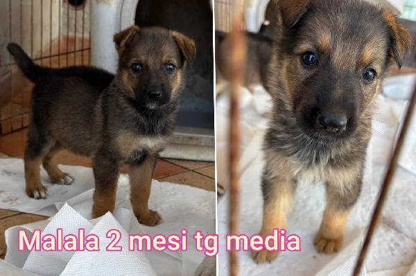Cuccioli buttati a morire  Foto 9