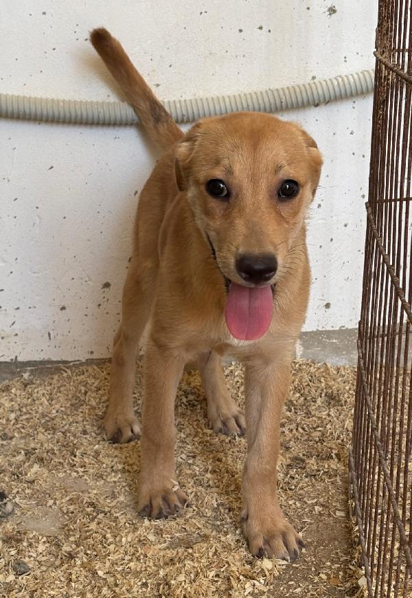 Adottami: sono solo una cucciola  Foto 2