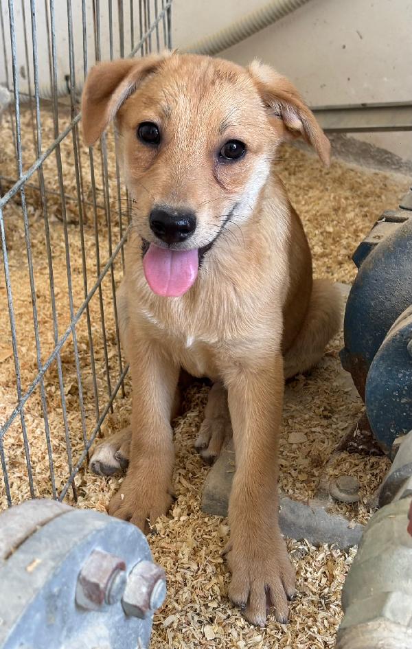 Adottami: sono solo una cucciola  Foto 4