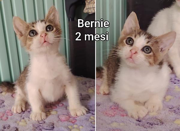 Dolcissimi gattini da salvare  Foto 4