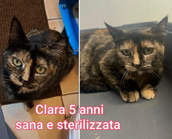 Dolcissimi gattini da salvare  Foto 9
