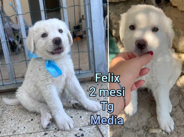 Ancora Tanti Cucciolini In Rifugio 