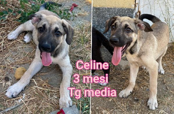 Ancora tanti cucciolini in rifugio  Foto 4
