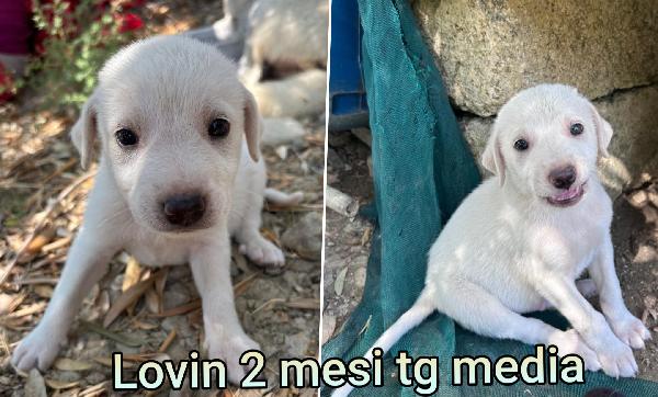 Ancora tanti cucciolini in rifugio  Foto 5